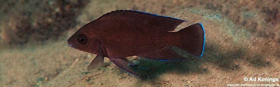 Variabilichromis moorii 'Kambwebwe'