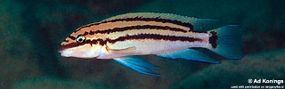 Chalinochromis popelini 'Kambwebwe'.jpg