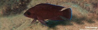 Variabilichromis moorii 'Kambwebwe'.jpg