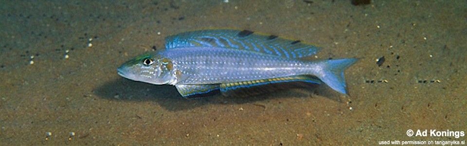 Enantiopus melanogenys 'Kambwimba'