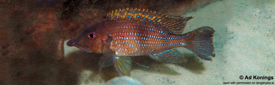 Gnathochromis permaxillaris 'Kambwimba'