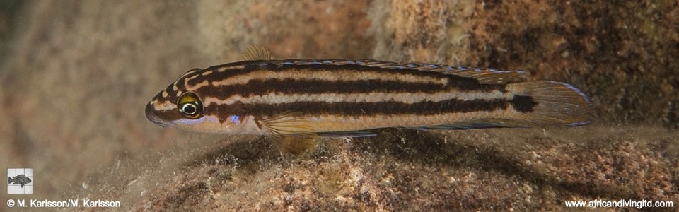 Julidochromis ornatus 'Kambwimba'