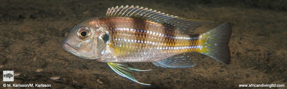 Limnochromis auritus 'Kambwimba'