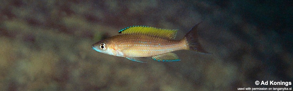 Paracyprichromis brieni 'Kambwimba'