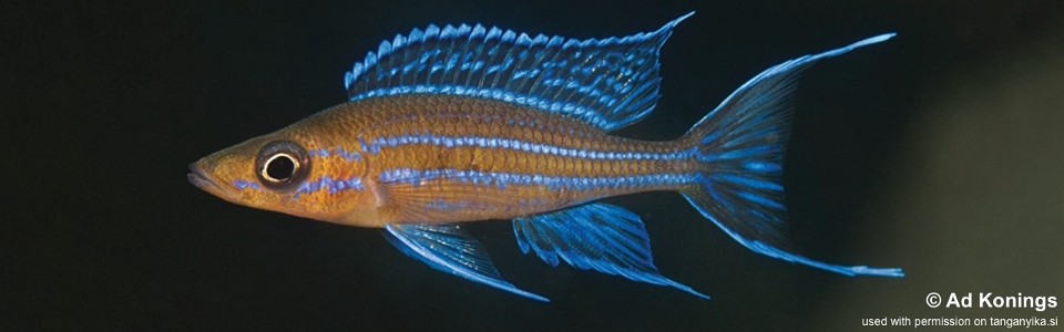 Paracyprichromis nigripinnis 'Kambwimba'
