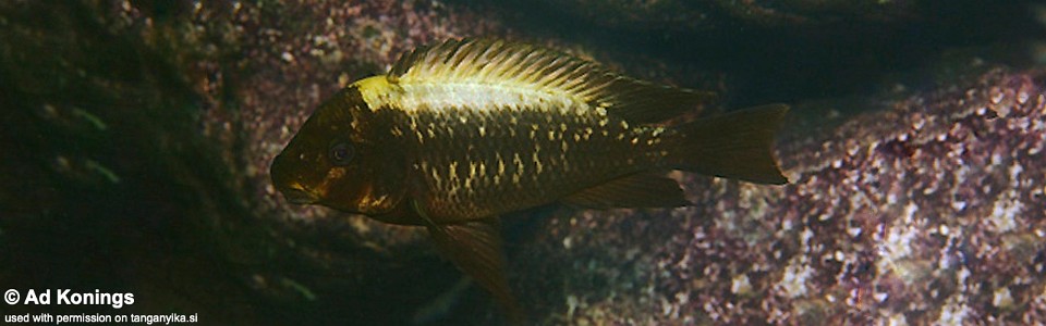 Petrochromis ephippium 'Kambwimba'