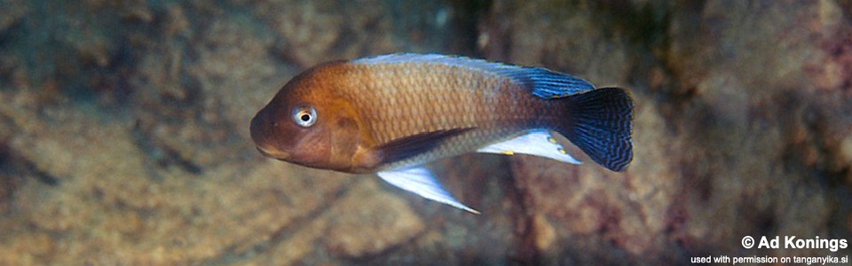 Petrochromis famula 'Kambwimba'