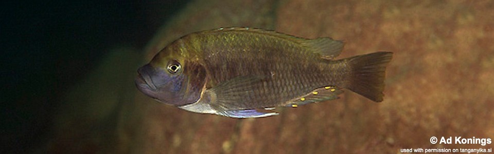 Petrochromis fasciolatus 'Kambwimba'