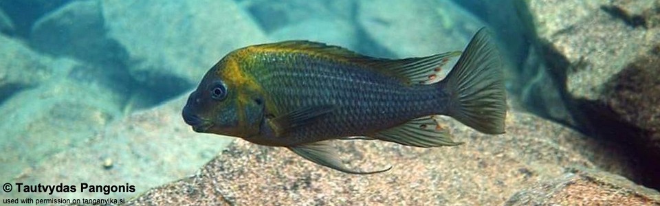 Petrochromis polyodon 'Kambwimba'