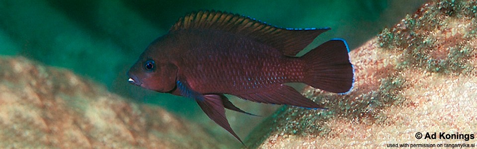 Variabilichromis moorii 'Kambwimba'