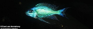 Cyathopharynx sp. 'neon streak' Kambwimba.jpg