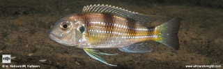 Limnochromis auritus 'Kambwimba'.jpg