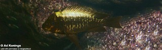 Petrochromis ephippium 'Kambwimba'.jpg