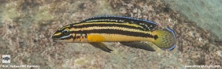 Julidochromis marksmithi 'Kampemba Point'.jpg