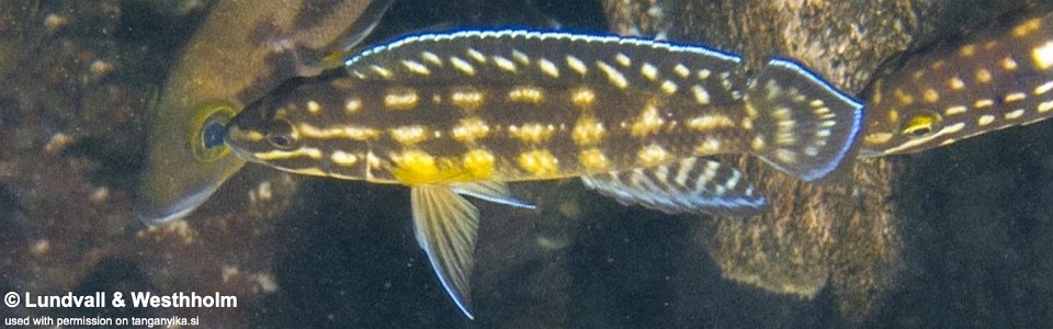 Julidochromis cf. regani 'Kanania'