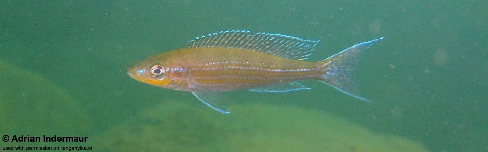Paracyprichromis brieni 'Kanfonki'