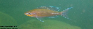 Paracyprichromis brieni 'Kanfonki'.jpg