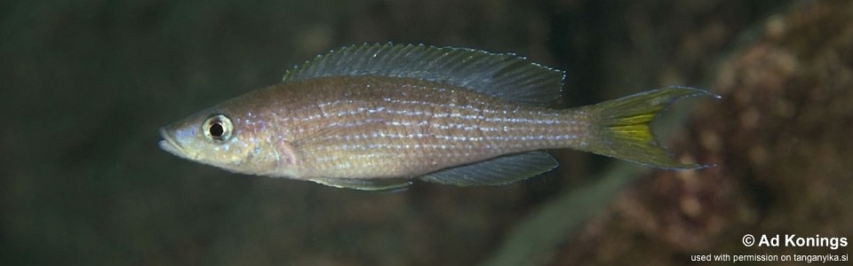 Paracyprichromis brieni 'Kansombo'