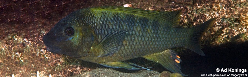 Petrochromis sp. 'karema' Kansombo