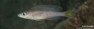 Paracyprichromis brieni 'Kansombo'.jpg
