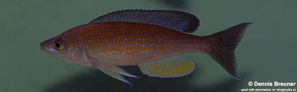 Cyprichromis pavo 'Kantalamba'
