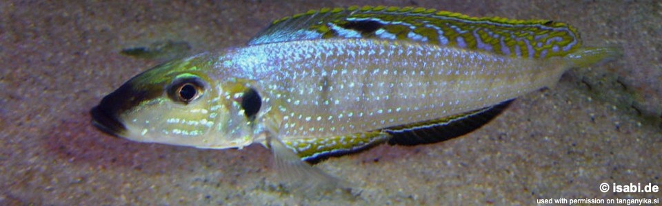 Enantiopus melanogenys 'Kantalamba'