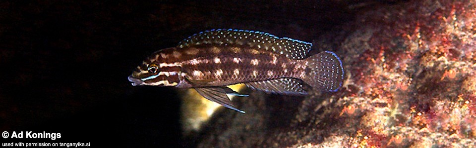Julidochromis cf. marlieri 'Kantalamba'<br><font color=gray>J. sp. 'Marlieri Kasanga' Kantalamba</font>