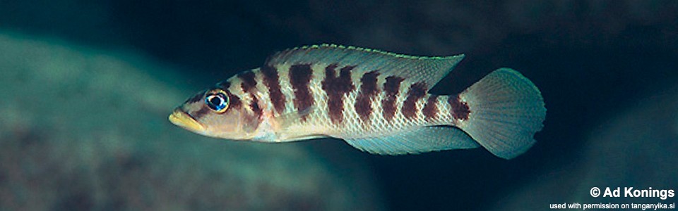 Neolamprologus fasciatus 'Kantalamba'<br><font color=gray>Altolamprologus fasciatus 'Kantalamba'</font>