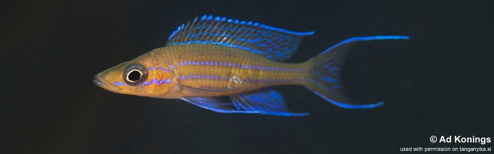 Paracyprichromis nigripinnis 'Kantalamba'