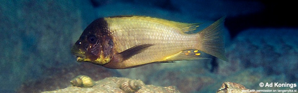 Petrochromis ephippium 'Kantalamba'