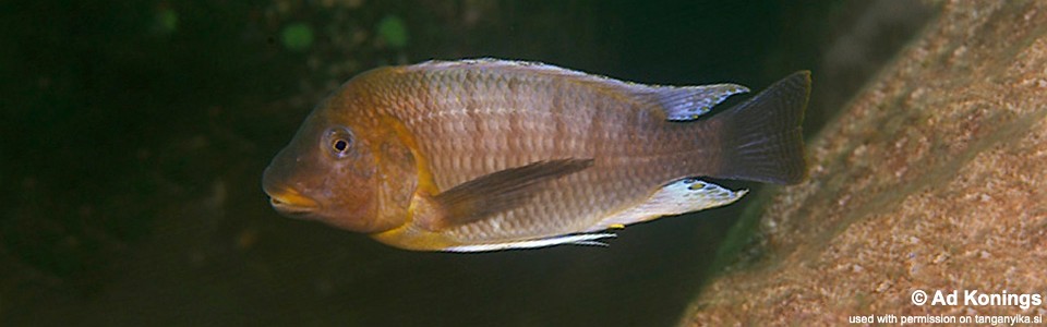 Petrochromis famula 'Kantalamba'
