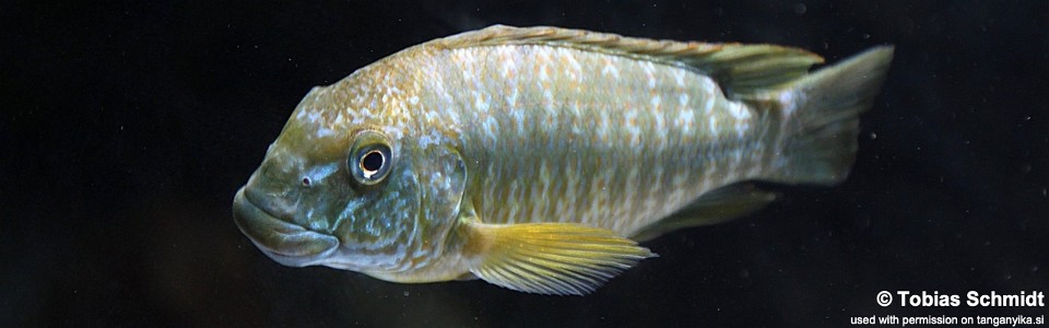 Petrochromis macrognathus 'Kantalamba'