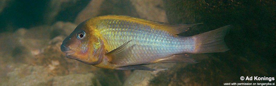 Petrochromis polyodon 'Kantalamba'