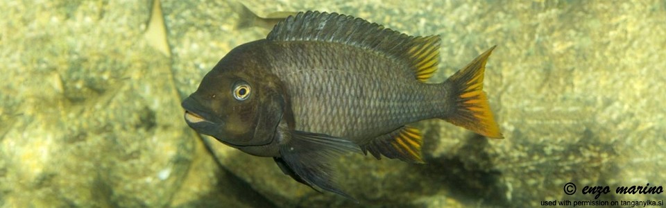Petrochromis sp. 'red mpimbwe' Kantalamba<br><font color=gray>Petrochromis sp. 'kipili brown' Kantalamba<br>Petrochromis Flametail</font>