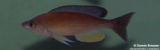 Cyprichromis pavo 'Kantalamba'.jpg