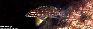 Julidochromis cf. marlieri 'Kantalamba'.jpg