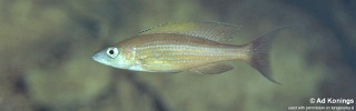 Paracyprichromis brieni 'Kantalamba'.jpg