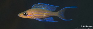 Paracyprichromis nigripinnis 'Kantalamba'.jpg