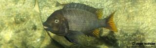 Petrochromis sp. 'red mpimbwe' Kantalamba.jpg