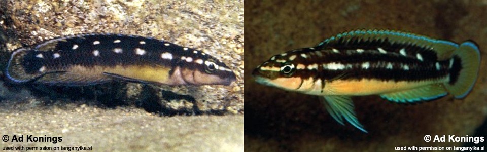 Julidochromis sp. 'transcriptus kapampa' Kapampa<br><font color=gray>Julidochromis sp. 'ornatus kapampa'</font> 