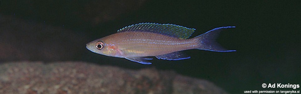 Paracyprichromis brieni 'Kapampa'