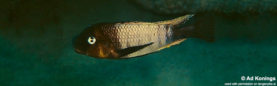 Petrochromis famula 'Kapampa'