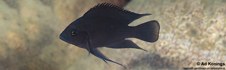 Variabilichromis moorii 'Kapampa'