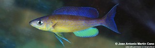 Cyprichromis pavo 'Kapampa'.jpg