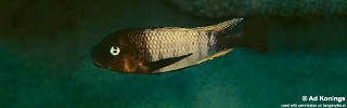 Petrochromis famula 'Kapampa'.jpg