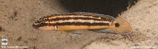 Julidochromis ornatus 'Kapere'.jpg