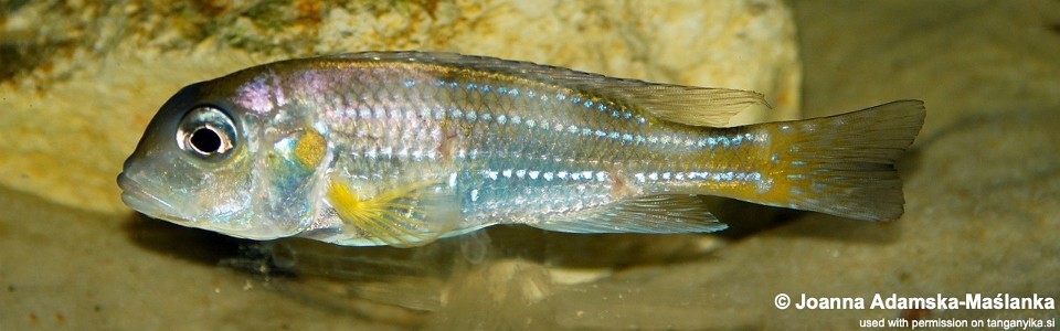 Limnochromis auritus 'Karago'