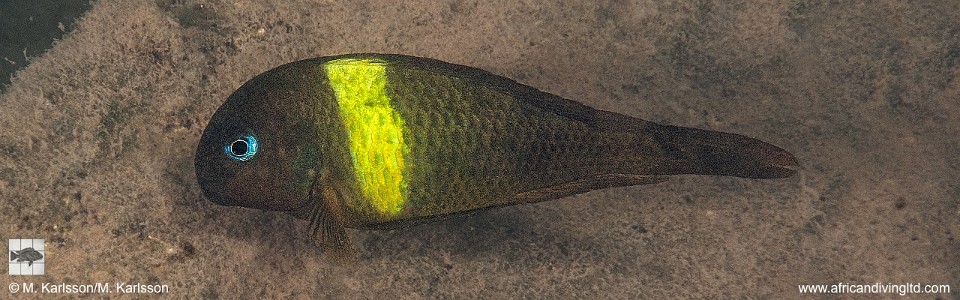 Tropheus sp. 'crescentic' Karago<br><font color=gray>Tropheus sp. 'lunatus' Karago<br>Yellow band; Green Wimple Moorii</font> 