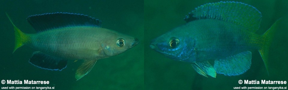 Cyprichromis sp. 'leptosoma jumbo' Karema (South)