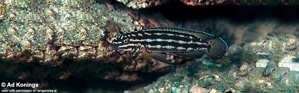 Julidochromis cf. regani 'Karilani Island'<br><font color=gray>J. sp. 'Regani Karilani' Karilani Island</font>